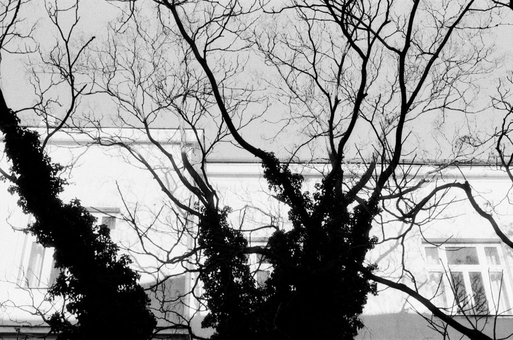 Rooted in the Sky