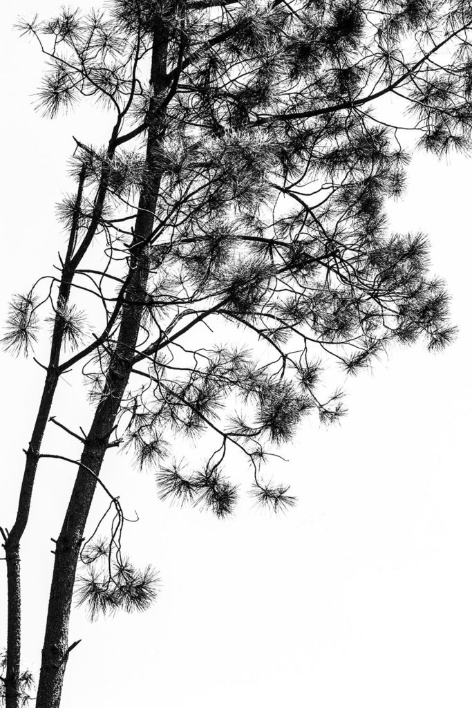 French Pine