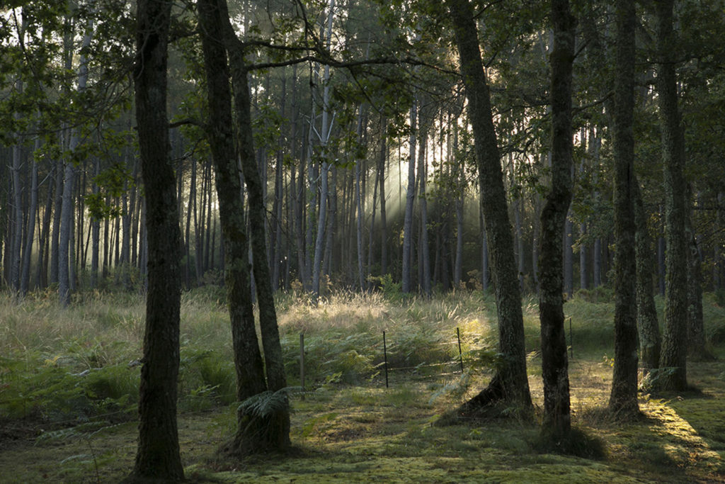 Morning Light